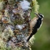 Strakapoud americky - Leuconotopicus villosus - Hairy Woodpecker o1414